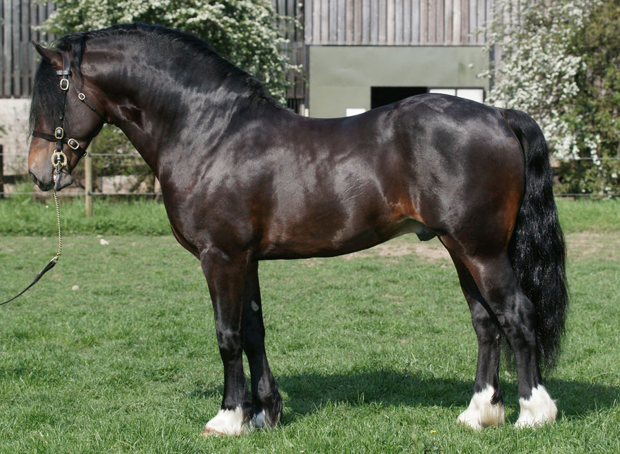 VJA- kôň 9