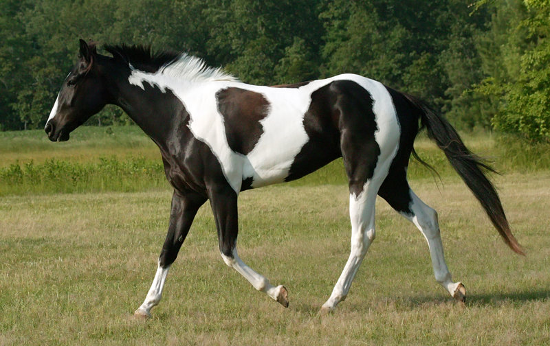 Paint horse_